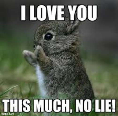 WHY IS IT SO CUTE??? | image tagged in bunny,i love you this much,adorable | made w/ Imgflip meme maker