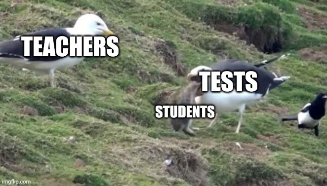 Seagull | TEACHERS; TESTS; STUDENTS | image tagged in memes,seagull | made w/ Imgflip meme maker