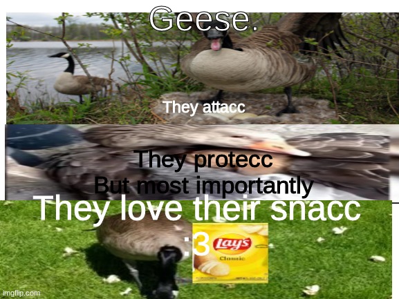 SNACCC |  Geese. They attacc; They protecc
But most importantly; They love their snacc
:3 | image tagged in blank white template,snacc,geese rule,smoketheskynightwing | made w/ Imgflip meme maker