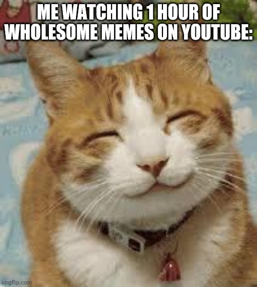 Happy cat | ME WATCHING 1 HOUR OF WHOLESOME MEMES ON YOUTUBE: | image tagged in happy cat | made w/ Imgflip meme maker