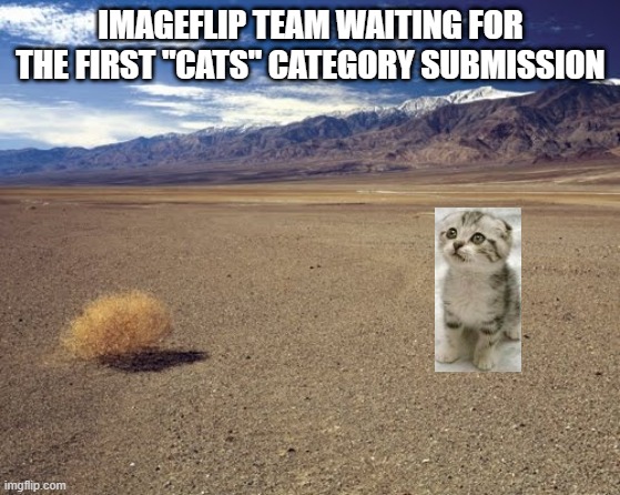 desert tumbleweed | IMAGEFLIP TEAM WAITING FOR THE FIRST "CATS" CATEGORY SUBMISSION | image tagged in desert tumbleweed | made w/ Imgflip meme maker