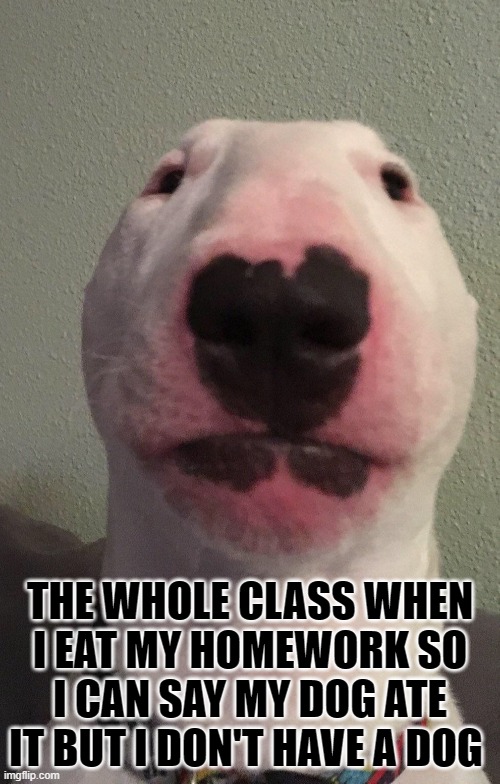 dog | THE WHOLE CLASS WHEN I EAT MY HOMEWORK SO I CAN SAY MY DOG ATE IT BUT I DON'T HAVE A DOG | image tagged in walter | made w/ Imgflip meme maker