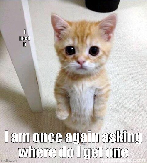 Cute Cat Meme | I need it I am once again asking
where do I get one | image tagged in memes,cute cat | made w/ Imgflip meme maker