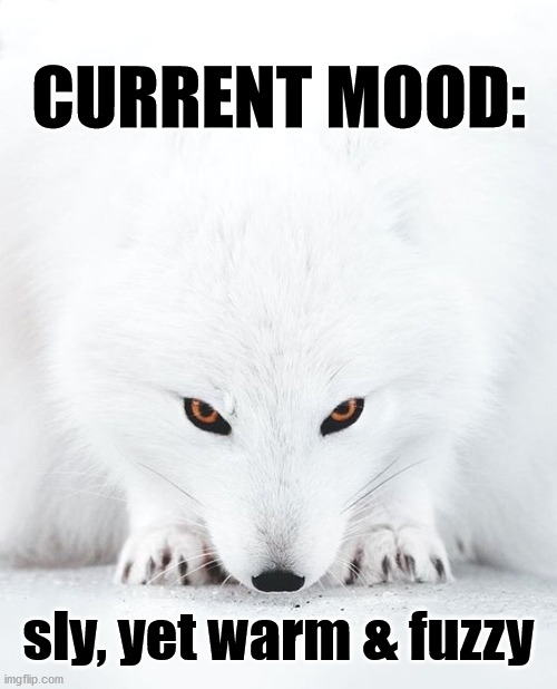 Friday Fox | CURRENT MOOD:; sly, yet warm & fuzzy | image tagged in funny animals,foxes,fox,cute animals,happy friday,mischief | made w/ Imgflip meme maker