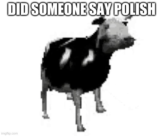 did someone say polish?! | DID SOMEONE SAY POLISH | image tagged in polish cow | made w/ Imgflip meme maker