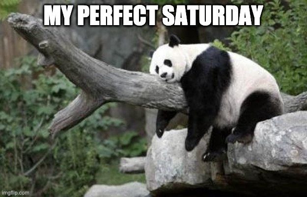 lazy panda | MY PERFECT SATURDAY | image tagged in lazy panda | made w/ Imgflip meme maker