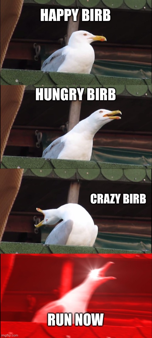 Inhaling Seagull | HAPPY BIRB; HUNGRY BIRB; CRAZY BIRB; RUN NOW | image tagged in memes,inhaling seagull | made w/ Imgflip meme maker