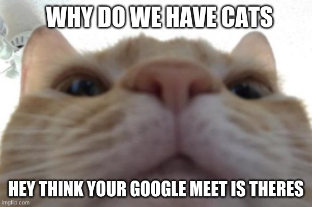 WHY DO WE HAVE CATS; HEY THINK YOUR GOOGLE MEET IS THERES | image tagged in cats | made w/ Imgflip meme maker