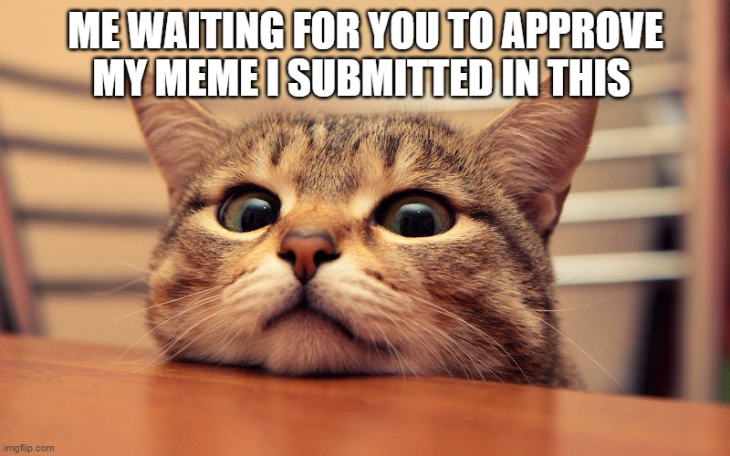 waiting cat | ME WAITING FOR YOU TO APPROVE MY MEME I SUBMITTED IN THIS | image tagged in waiting cat | made w/ Imgflip meme maker