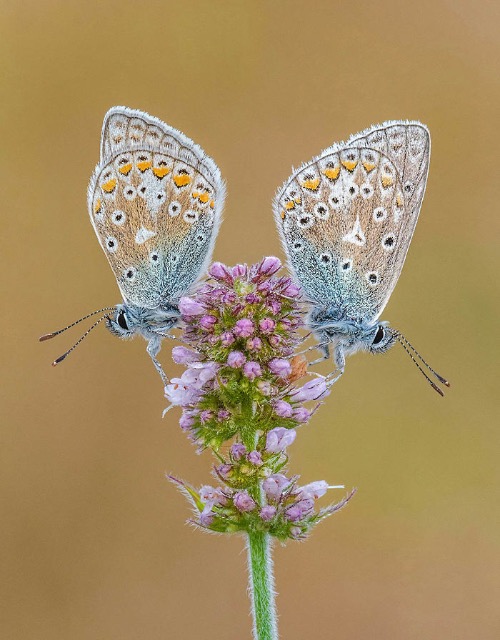 ‘Common Blues On Apple Mint' Photo credit: Tony North | image tagged in awesome,pics,photography | made w/ Imgflip meme maker