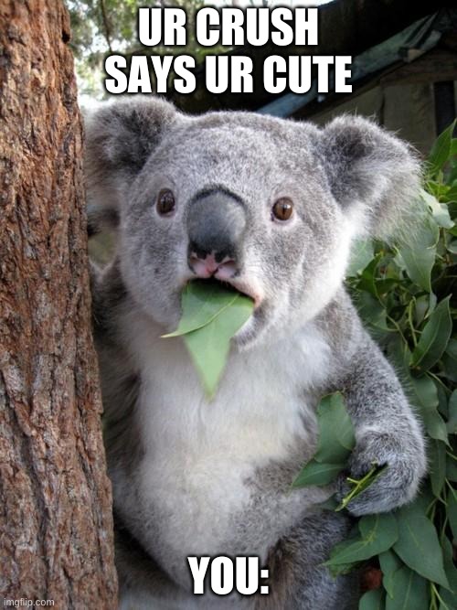 lol XD | UR CRUSH SAYS UR CUTE; YOU: | image tagged in memes,surprised koala | made w/ Imgflip meme maker
