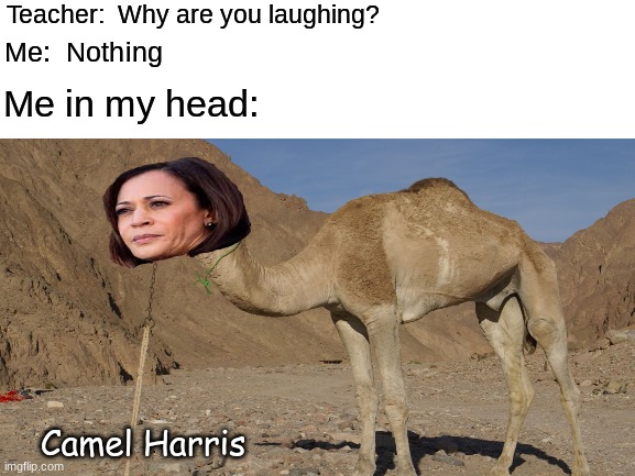 Camel Harris | Teacher:  Why are you laughing? Me:  Nothing; Me in my head:; Camel Harris | image tagged in kamala harris,camel,why are you like this,idk | made w/ Imgflip meme maker