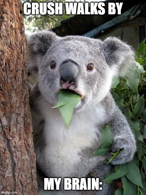 Surprised Koala | CRUSH WALKS BY; MY BRAIN: | image tagged in memes,surprised koala | made w/ Imgflip meme maker