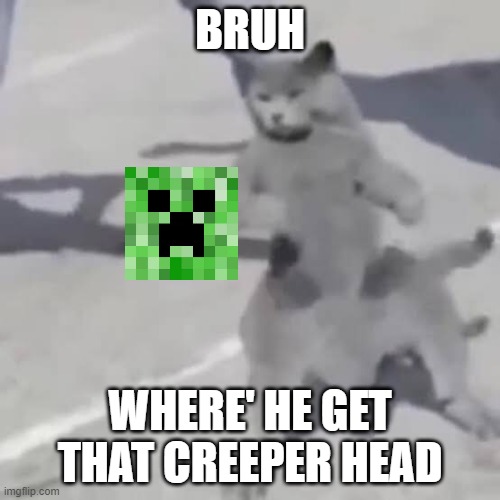 Cat nae nae | BRUH; WHERE' HE GET THAT CREEPER HEAD | image tagged in cat nae nae | made w/ Imgflip meme maker
