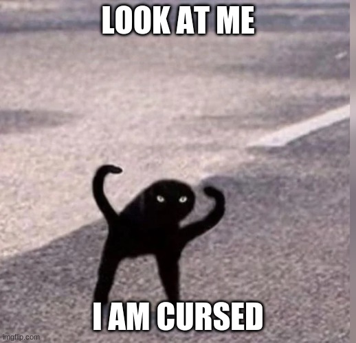 I am cursed | LOOK AT ME; I AM CURSED | image tagged in cursed cat | made w/ Imgflip meme maker