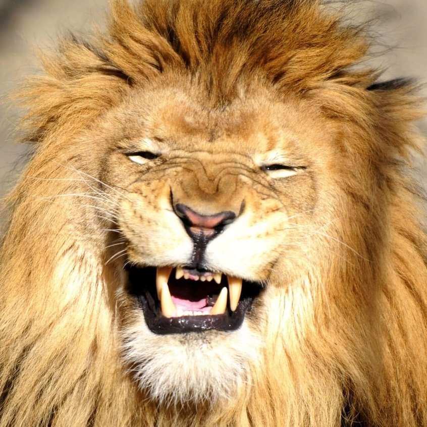 High Quality The Lion is Laughing Blank Meme Template