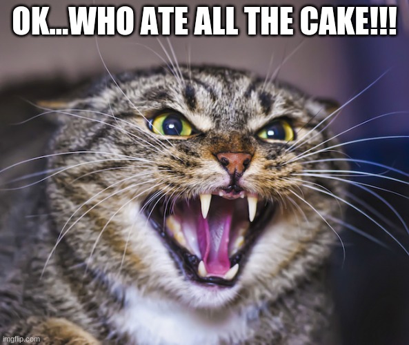 Angry Cat | OK...WHO ATE ALL THE CAKE!!! | image tagged in angry cat | made w/ Imgflip meme maker