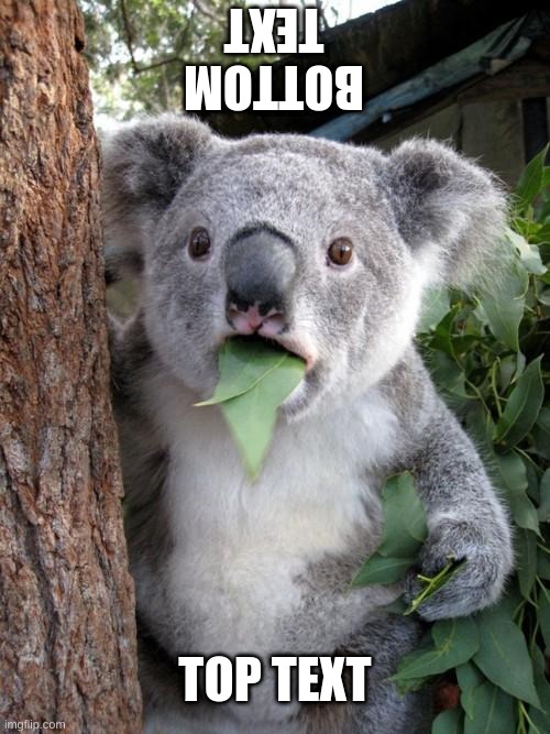 Surprised Koala | BOTTOM TEXT; TOP TEXT | image tagged in memes,surprised koala | made w/ Imgflip meme maker