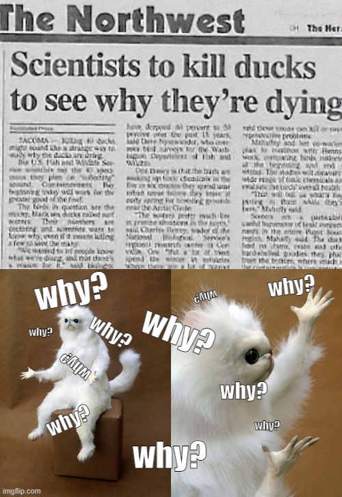 why? why? why? why? why? why? why? why? why? why? why? | image tagged in then why cat | made w/ Imgflip meme maker
