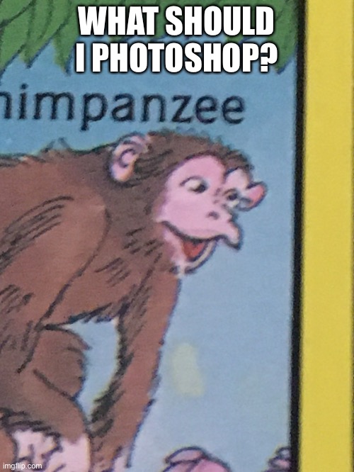 Chimpanzee pog | WHAT SHOULD I PHOTOSHOP? | image tagged in chimpanzee pog | made w/ Imgflip meme maker