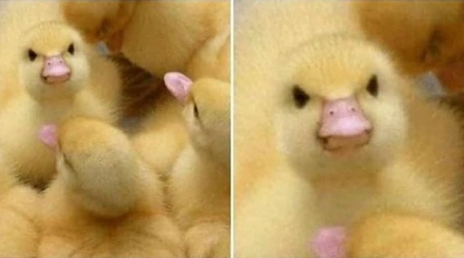 Angry duck Blank Meme Template