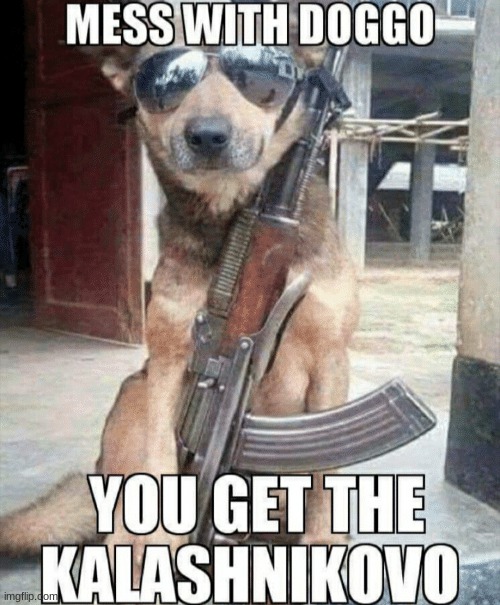 yEs | image tagged in doggo go brr | made w/ Imgflip meme maker