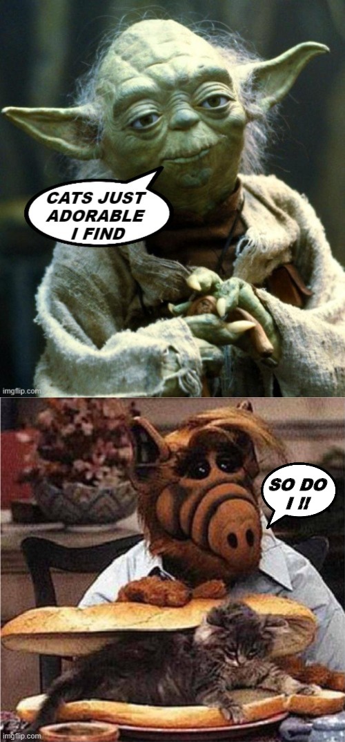 We all love cats | SO DO
I !! | image tagged in cats,funny,yoda,meme,alf,i love cats | made w/ Imgflip meme maker
