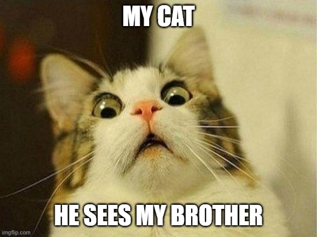 cats | MY CAT; HE SEES MY BROTHER | image tagged in memes,scared cat | made w/ Imgflip meme maker