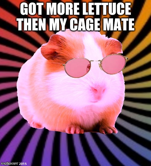 got more lettuce then my mate | GOT MORE LETTUCE THEN MY CAGE MATE | image tagged in memes | made w/ Imgflip meme maker