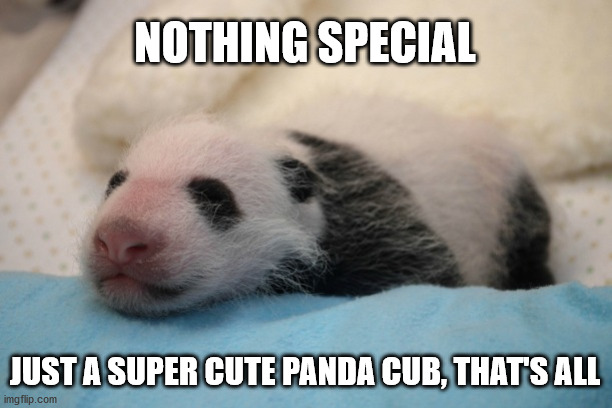 Cute with a capital C | NOTHING SPECIAL; JUST A SUPER CUTE PANDA CUB, THAT'S ALL | image tagged in panda,baby,cute,animal | made w/ Imgflip meme maker