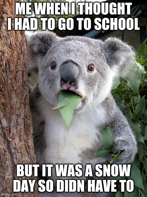 Surprised Koala Meme | ME WHEN I THOUGHT I HAD TO GO TO SCHOOL; BUT IT WAS A SNOW DAY SO DIDN HAVE TO | image tagged in memes,surprised koala | made w/ Imgflip meme maker
