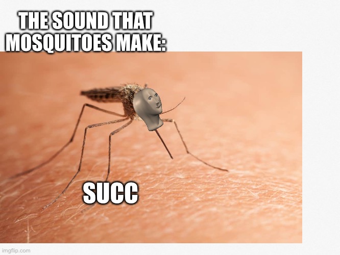 Meme man succ | THE SOUND THAT MOSQUITOES MAKE:; SUCC | image tagged in funny memes,lol,meme man | made w/ Imgflip meme maker
