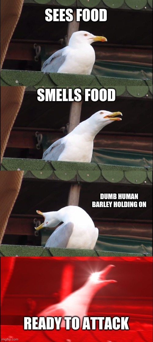 food Snatcher | SEES FOOD; SMELLS FOOD; DUMB HUMAN BARLEY HOLDING ON; READY TO ATTACK | image tagged in memes,inhaling seagull | made w/ Imgflip meme maker