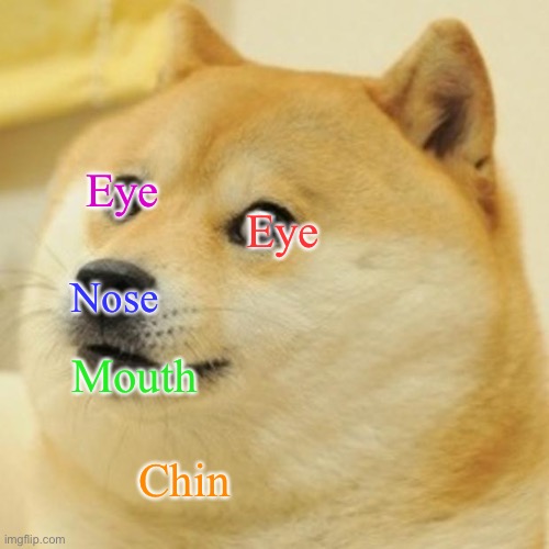 Doge | Eye; Eye; Nose; Mouth; Chin | image tagged in memes,doge | made w/ Imgflip meme maker