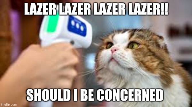 COVID cat | LAZER LAZER LAZER LAZER!! SHOULD I BE CONCERNED | image tagged in cat | made w/ Imgflip meme maker