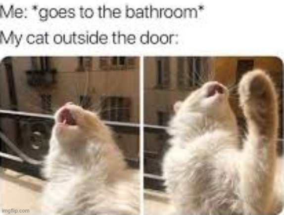 my cat be like | image tagged in cat yelling | made w/ Imgflip meme maker