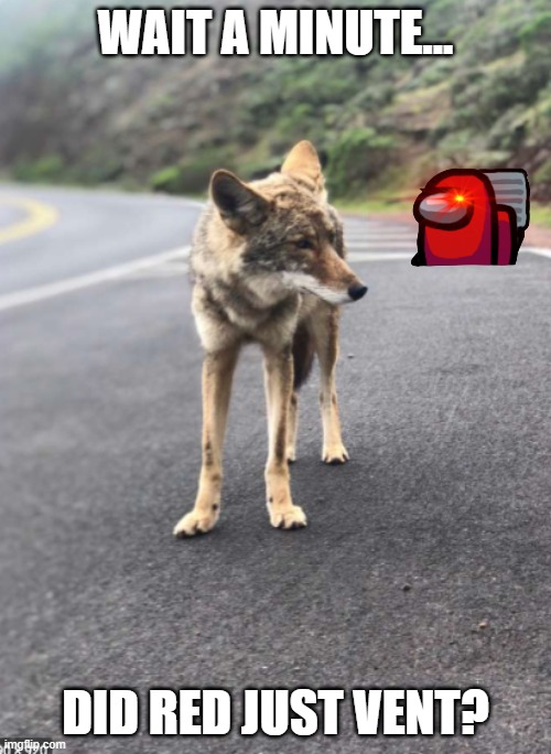 Road Coyote | WAIT A MINUTE... DID RED JUST VENT? | image tagged in road coyote | made w/ Imgflip meme maker