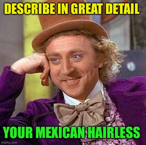Creepy Condescending Wonka Meme | DESCRIBE IN GREAT DETAIL YOUR MEXICAN HAIRLESS | image tagged in memes,creepy condescending wonka | made w/ Imgflip meme maker