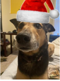 High Quality christmas doge Blank Meme Template