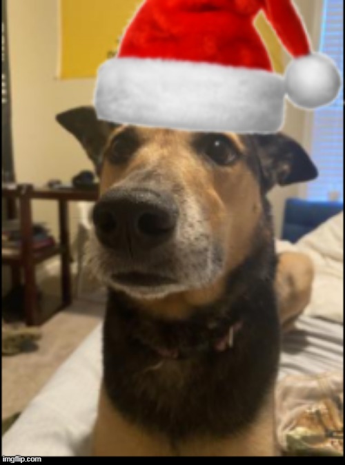 doge | image tagged in christmas doge | made w/ Imgflip meme maker