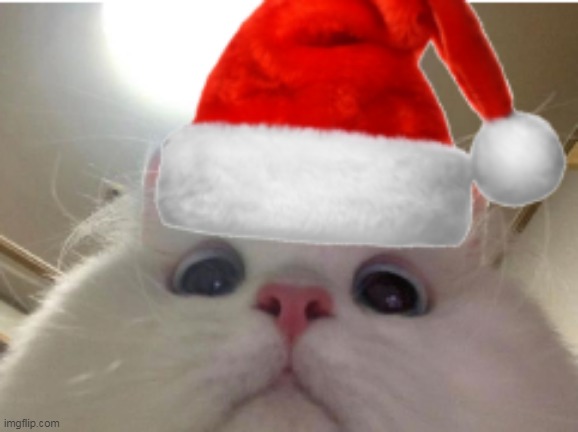 kitty | image tagged in xmas kitty | made w/ Imgflip meme maker