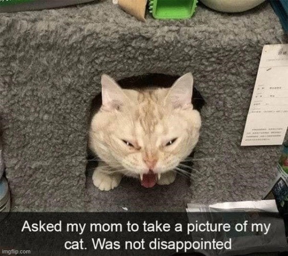 this cat | image tagged in cat | made w/ Imgflip meme maker