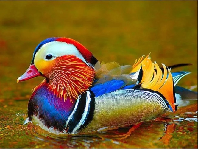 Rainbow Duck | image tagged in awesome,pics,photography | made w/ Imgflip meme maker