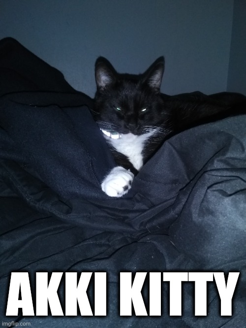 Akki | AKKI KITTY | image tagged in akki,kitty,memes | made w/ Imgflip meme maker