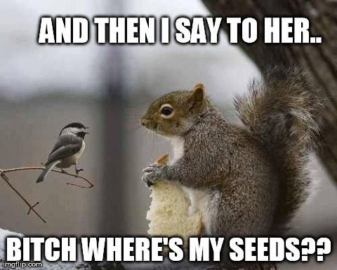image tagged in funny,animals,birds,squirrels | made w/ Imgflip meme maker