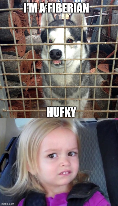 Fiberian Hufky | I'M A FIBERIAN; HUFKY | image tagged in bad pun dog,kewlew,funny,stop reading my tags | made w/ Imgflip meme maker