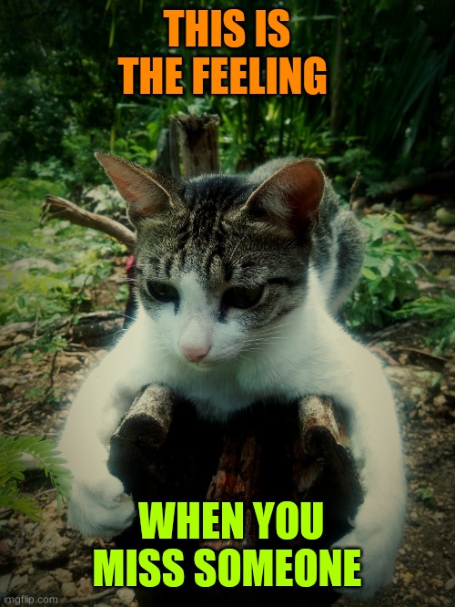 THIS IS THE FEELING; WHEN YOU MISS SOMEONE | image tagged in cats | made w/ Imgflip meme maker