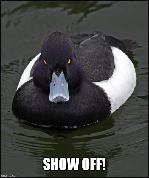 Angry duck | SHOW OFF! | image tagged in angry duck | made w/ Imgflip meme maker