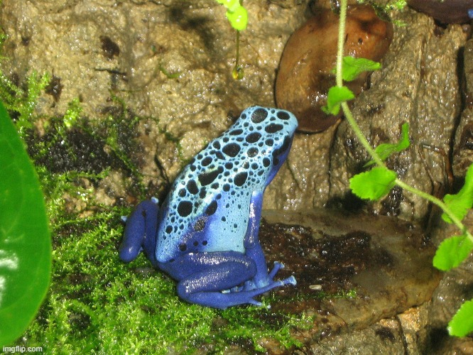 Dentrobates Tinctorius Azurius aka "Blue Poison-Dart Frog" | image tagged in frogs,nature,share your own photos | made w/ Imgflip meme maker