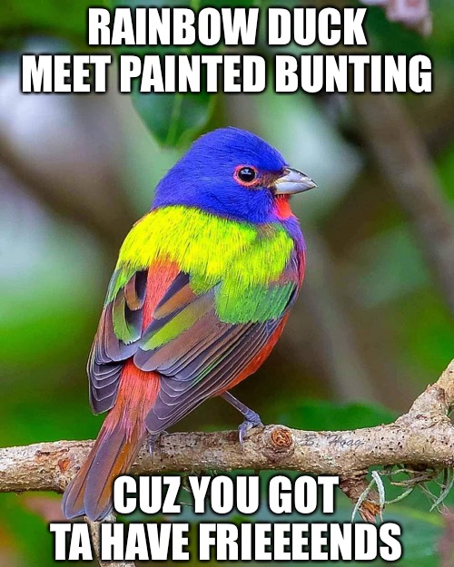 RAINBOW DUCK MEET PAINTED BUNTING CUZ YOU GOT TA HAVE FRIEEEENDS | made w/ Imgflip meme maker